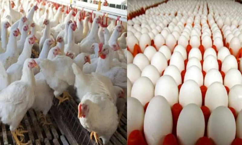 How to choose poultry cages for chicken farming in Kenya?